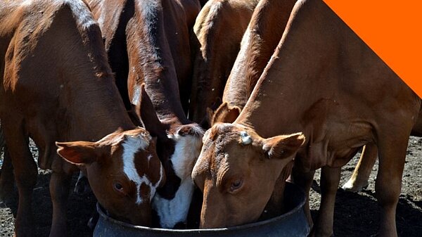 Agriculture, Animals, Food and Rural Affairs